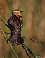 Within-The-Reeds