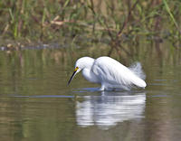 Yamato Scrub Breeding plumage