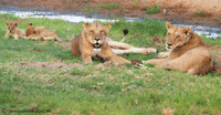 Mothers-and-cubs-Ruaha F7I0713