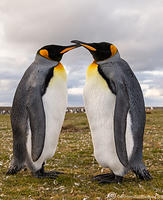 King-Penguin-Pair-Crop U8A3568