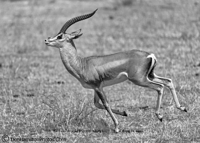 SpookedThompson's-Gazella F7I6858