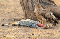 Tawny-Eagle-Kill F7I7495