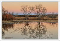 Bosque's-EveningIMG 0019
